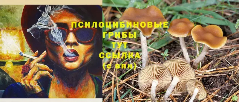 нарко площадка как зайти  Багратионовск  Псилоцибиновые грибы Psilocybine cubensis 